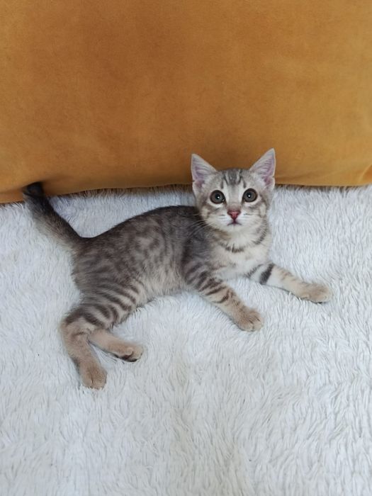 Котёнок в добрые ручки
