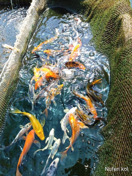 Crapi koi japonezi (standard, buterfly, long fin, kabuto, gin din)