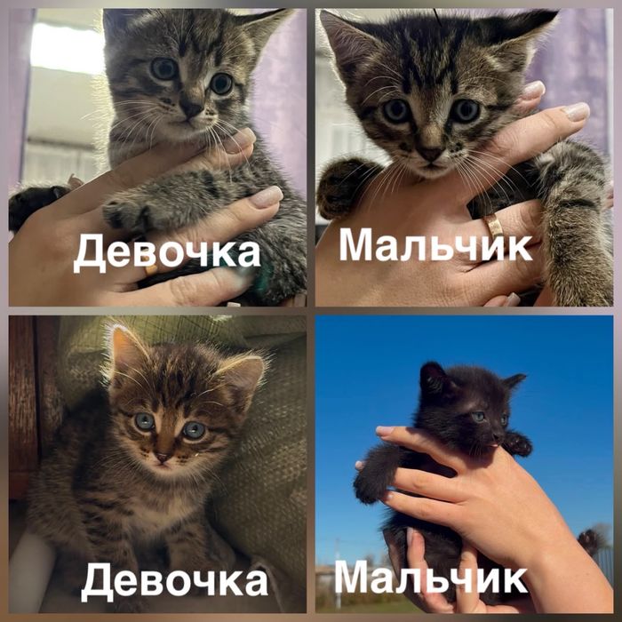 Отдам в добрые руки