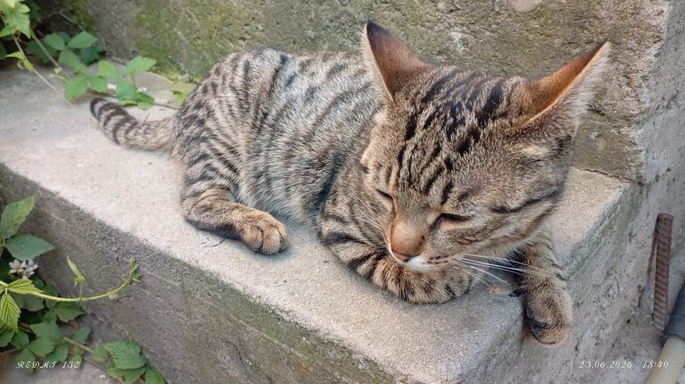 Молодой котик БЕСПЛАТНО