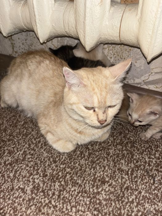 Отдам котят 4 пацана 1 девочка