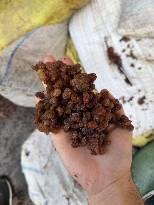 Chirik Mayiz кишмиш