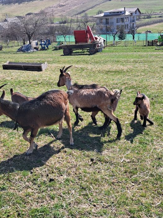 Capra Alpina Franceza metis