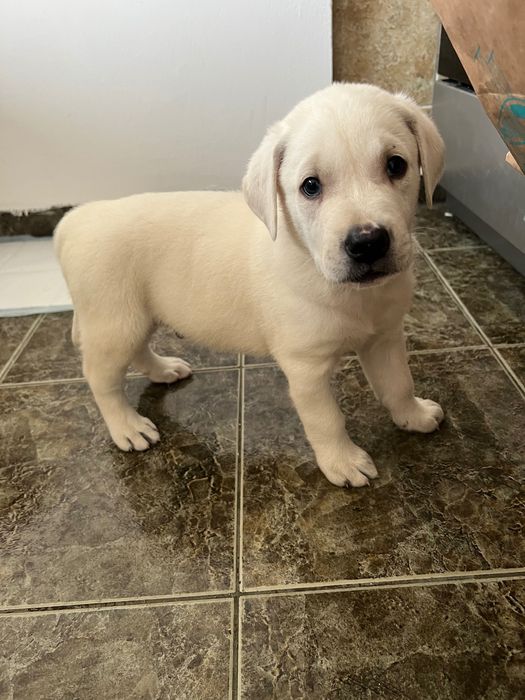 Labrador Retriever