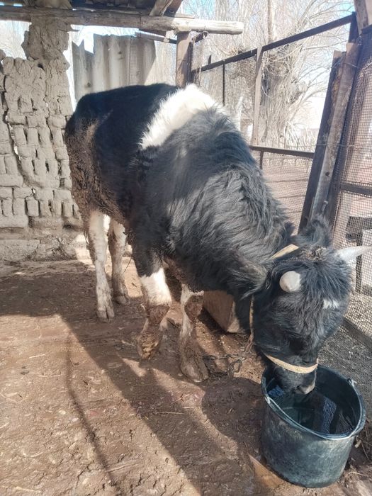 1,5 жасар өгізше