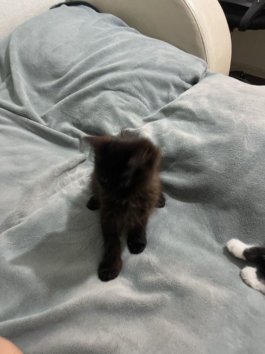 Котики мальчики двое сибирские
