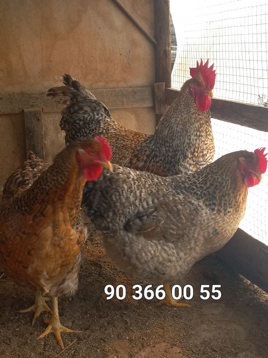 Bilfelder/Билфельдер/товук/tovuq