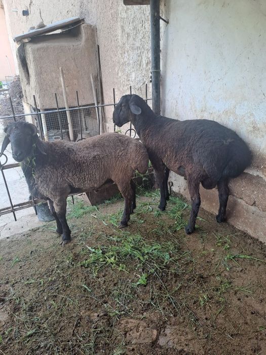 Qurmonlik uchun munosib qo’chqorlar sotiladi