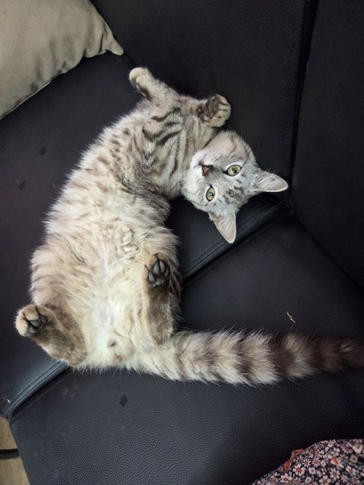 Отдам в добрые руки кот