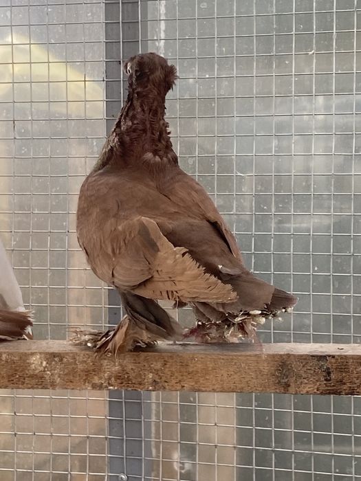 Красный самец