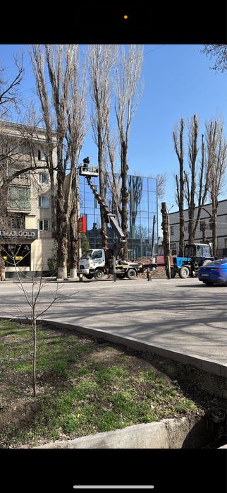 Спил деревья, Ағаш кесу