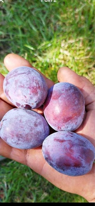 Prune pentru țuică de casă – Recoltă bogată, prune coapte și aromate