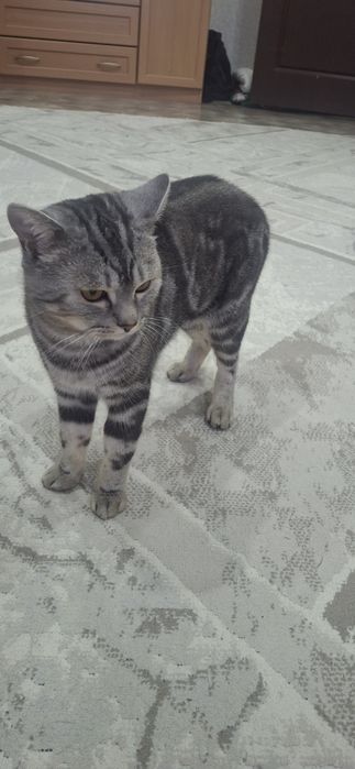 Продам кота ,чистый , красивый