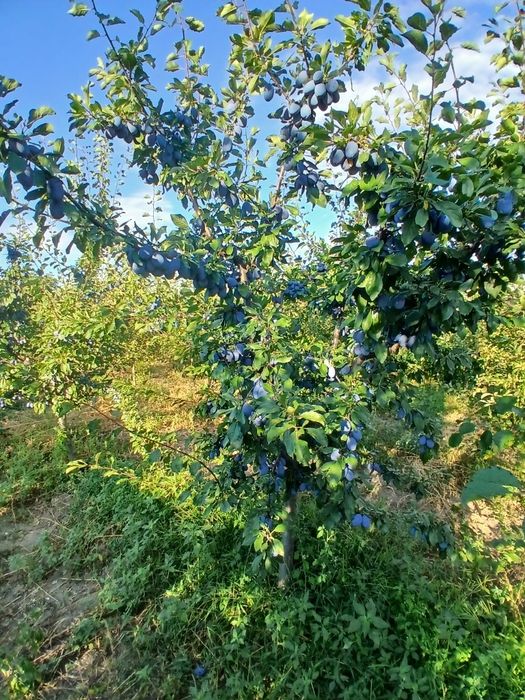 Vând prunde 3 lei kg
