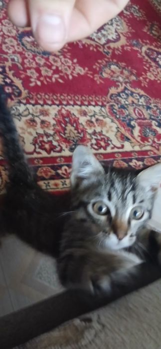 Отдам котёнка бесплатно