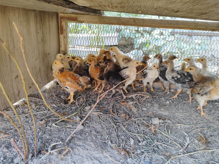 Балапандар 35 дана