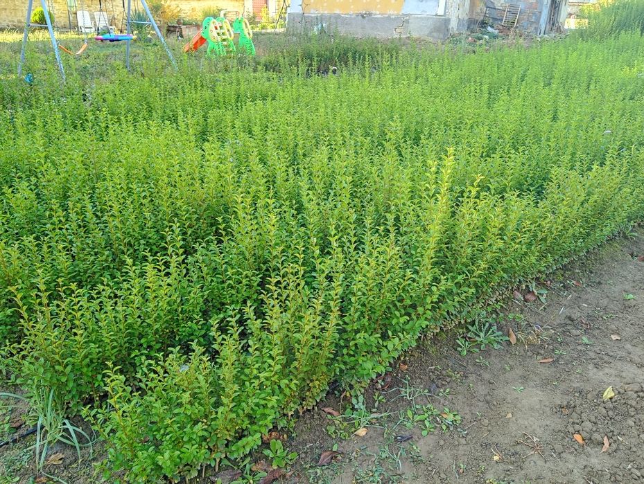 Продавам вечнозелен Лигуструм (Ligustrum Ovalifolium) на гол корен!