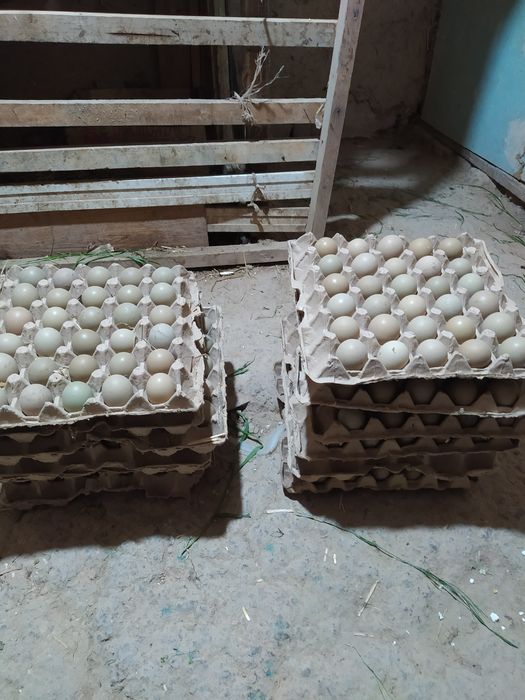 Kavkaz qirg'ovul tuxumi sotiladi narxi 12 mindan