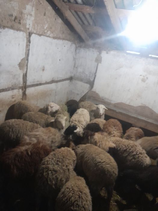 Продам баран в круг