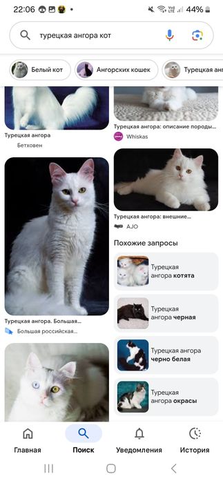 Кот турецкая ангора