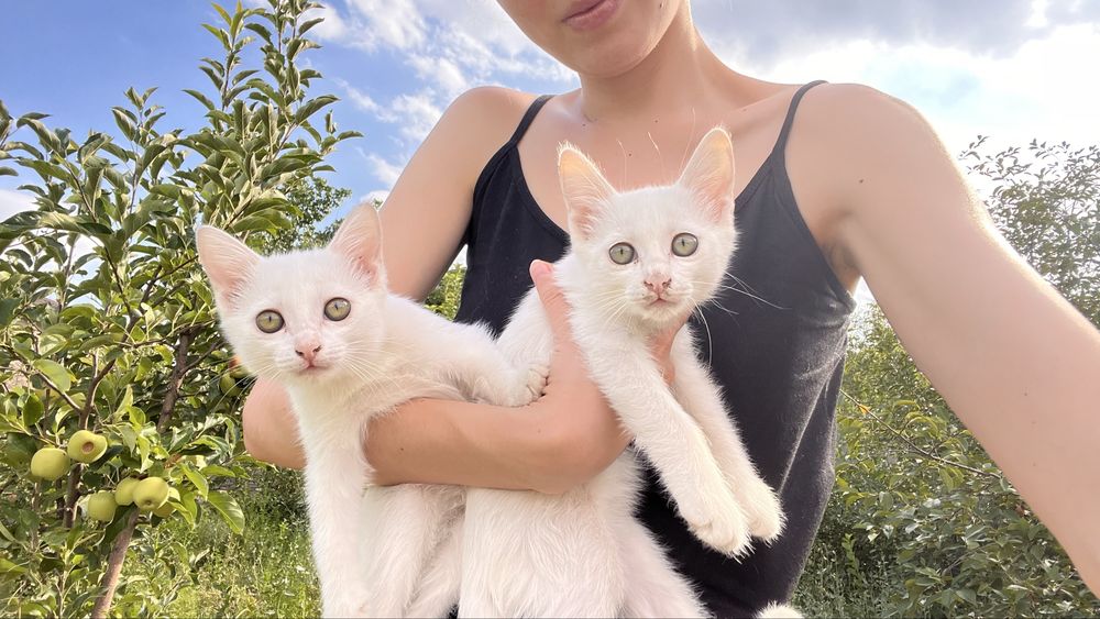 Котенок девочка белоснежная