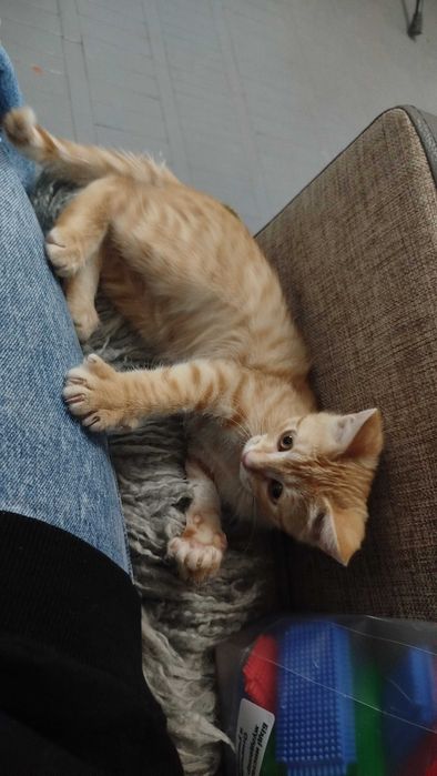 Отдаем котёнка в хорошие руки!