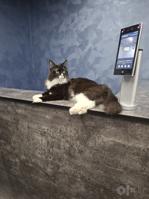 Котик мальчик кастрат