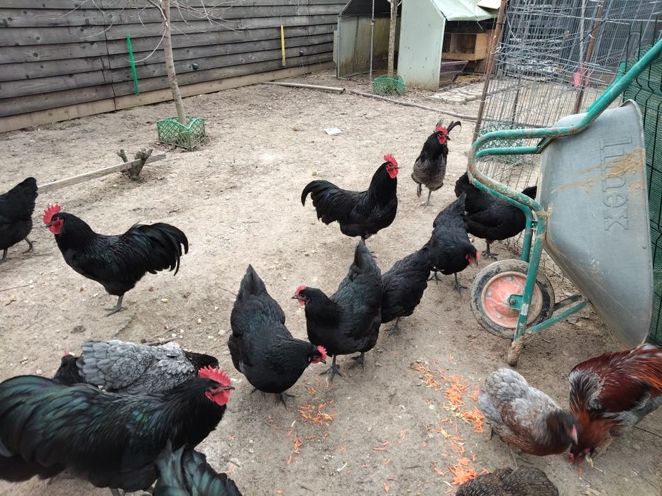 Vând 20 de pui australorp