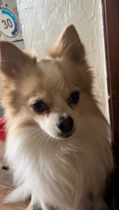 Вязка немецкий шпиц для мальчика