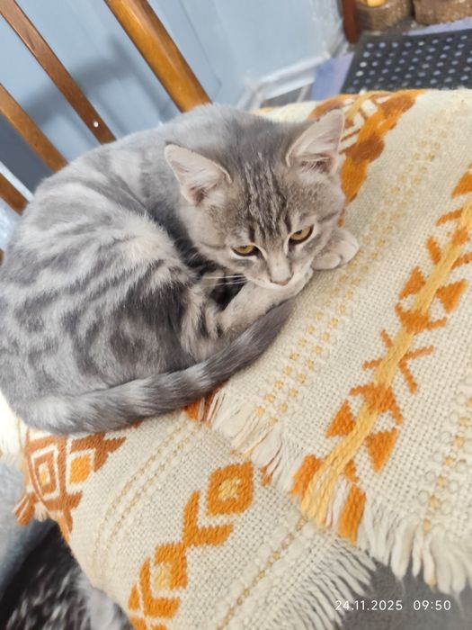 Котенок девочка  в добрые руки