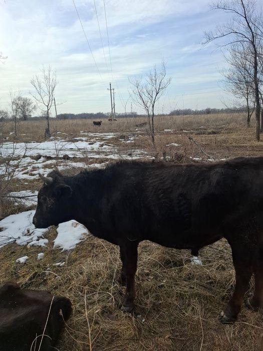 Продаётся бычки 2 жасар