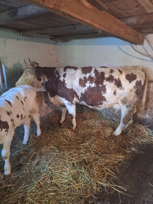 Vând 2 vaci de lapte