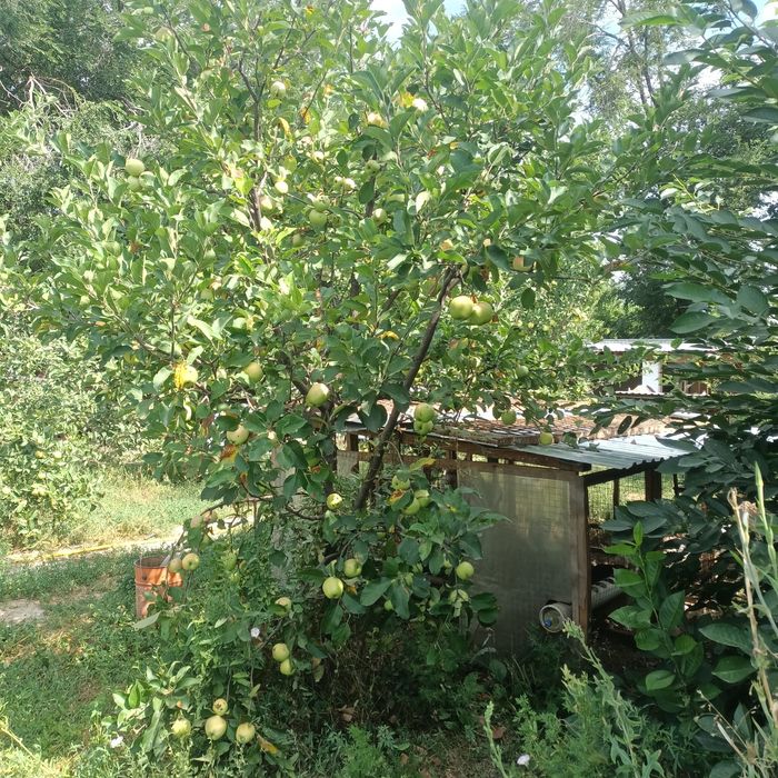 Яблоня карликовая