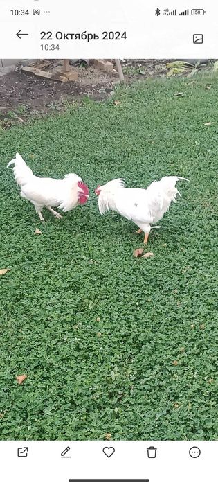 Продам петухов на племя