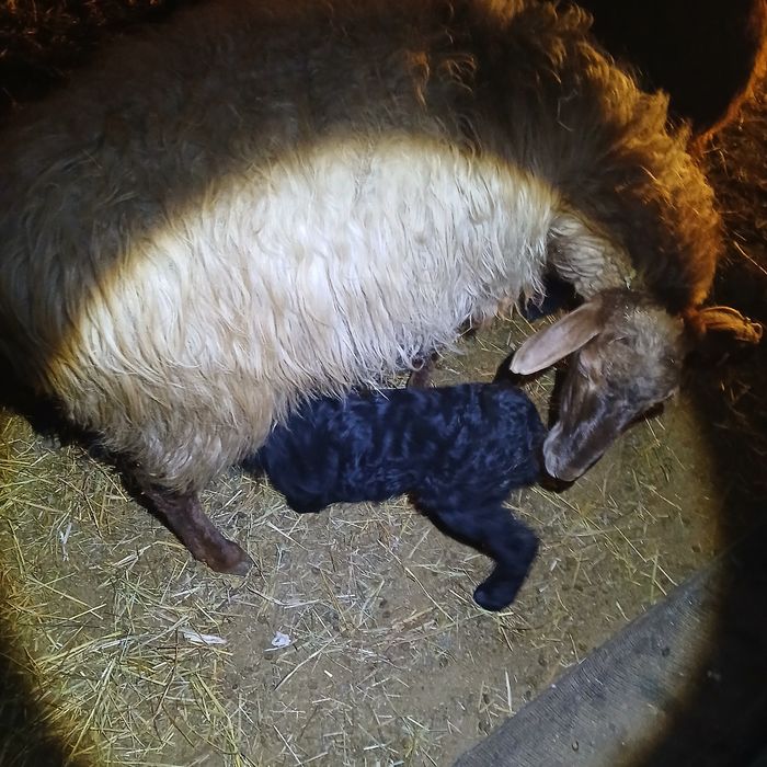 Қой сатам 450 мың