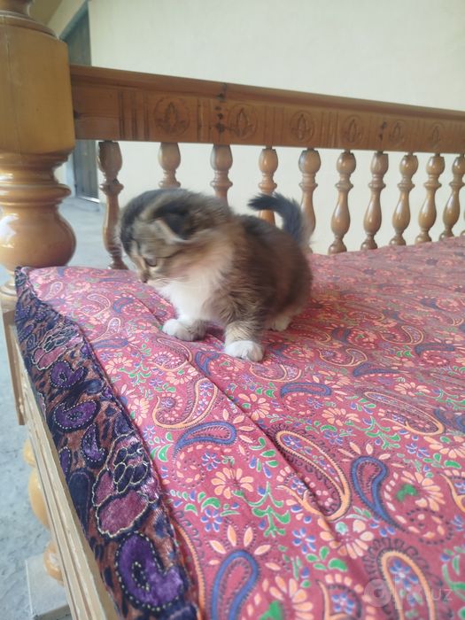 Котенок скотиш фолд