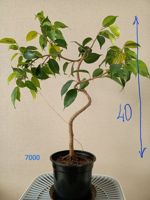 Фикус Бенджамина