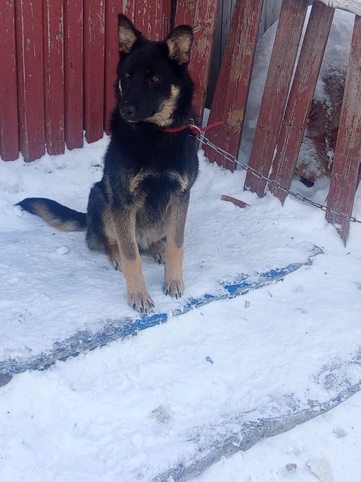 Овчарка сторожевая