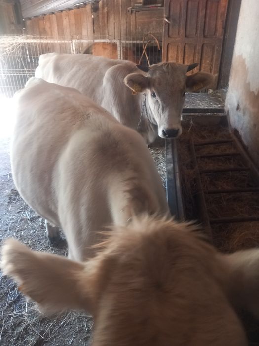 Juninci( vârstă 1 an)