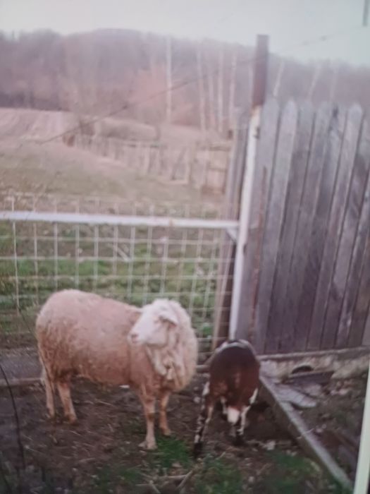 Vând oaie cu mielut