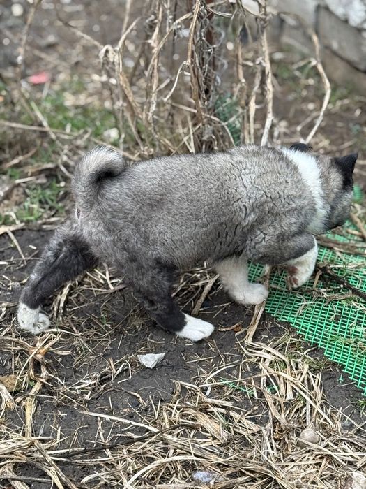 Американска Акита – 2 месеца