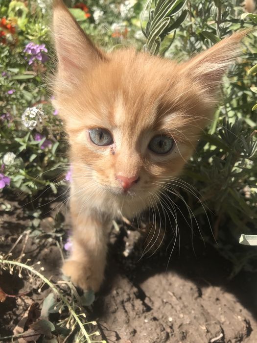 Отдам котенка в добрые  руки