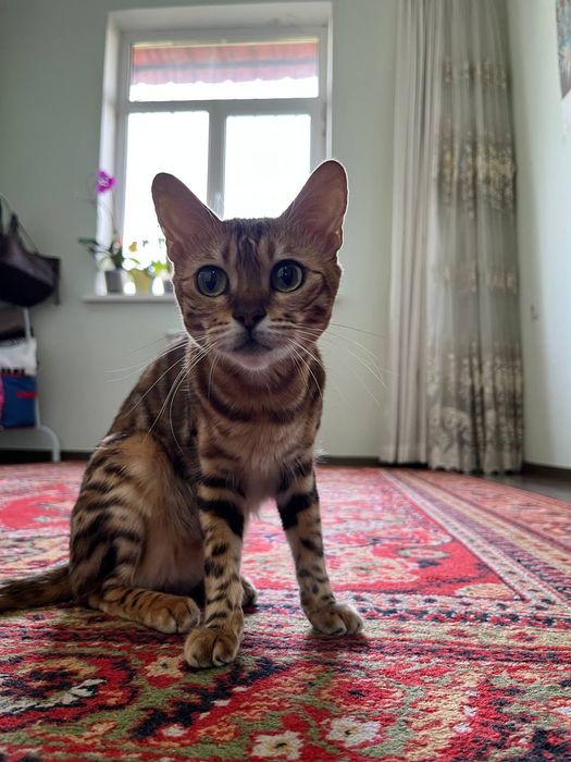 Бенгальская кошка