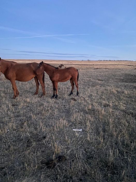 Жабағы сатылады.