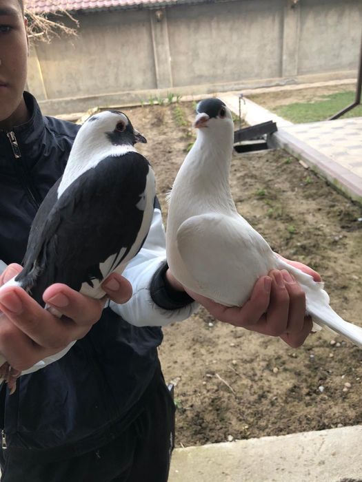 Голуби 5.000 за пара кептер голуб