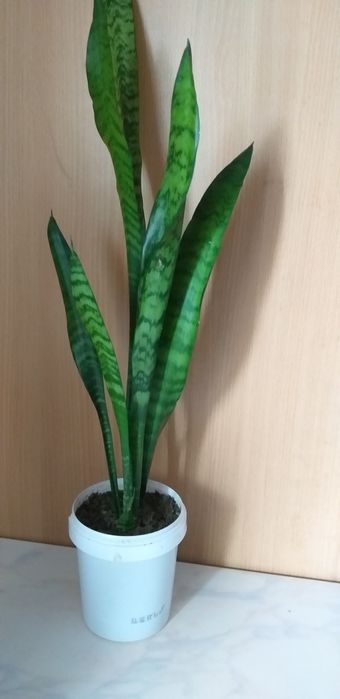 Сансевьера большой цветок
