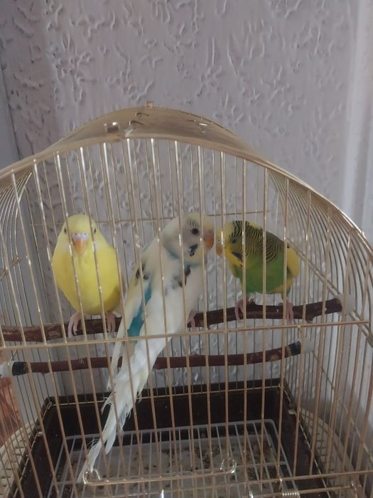 Продам попугай с домиком