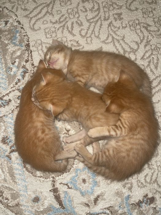 Продаются котята