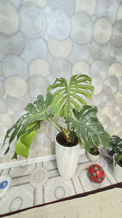 Монстера большая