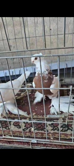 Голуби духчеви бар